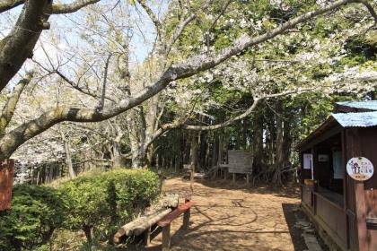 明王峠。白い花の桜が咲いていました。