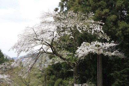 醍醐丸から連行山にかけては、桜の木はわずかしか見られません。
