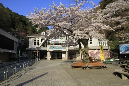 高尾山のケーブルカーの清滝駅の桜は満開でした。