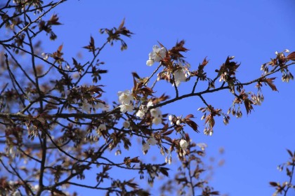 桜は一分咲き。