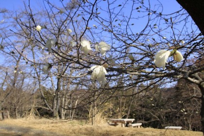 一丁平の桜も一分咲きです。