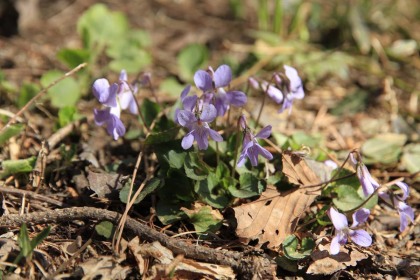 小仏城山の斜面で見つけたスミレの花。