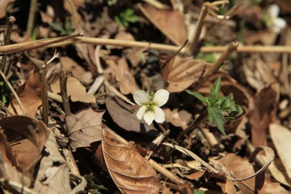 また別の種類のスミレの花。高尾山から陣馬山、生藤山にかけて、多数の種類のスミレの花が4月から5月にかけて花を咲かせます。