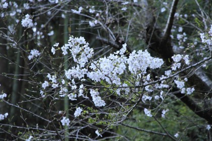 棡原の桜は満開でした。