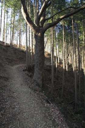 刈寄山への道。
