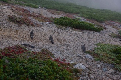 雷鳥の群れ。親子、つがい以外で複数の雷鳥を見たのは初めてです。つがいが2組居たのかもしれません。