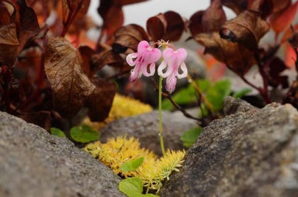 蓮華岳の岩礫の斜面に咲いていてコマクサ。季節外れの開花でした。