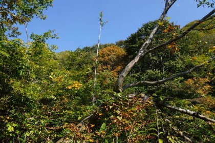 この辺りの標高では、まだ紅葉は始まっていません。