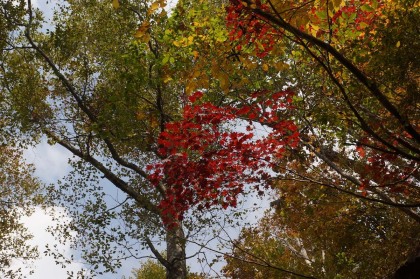 紅葉と黄葉が楽しめます。