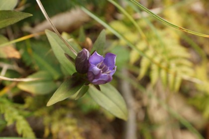 標高1000m前後に咲いていたリンドウの花。