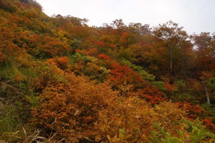 標高1200mを越えるところが紅葉の盛りのようです。