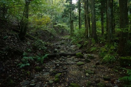 小篠貯水池を過ぎると、かつて林業のための林道が廃道となっている区間を歩きます。