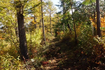 植栽林か自然林か分からないのですが、カラマツの多い森の坂道を登って行くと、棚の入山です。