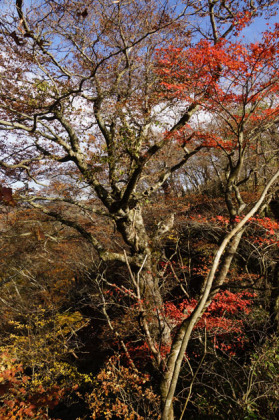 あらかた落葉樹の葉は落ちてしまっていましたが、紅の葉を残した木も見られました。