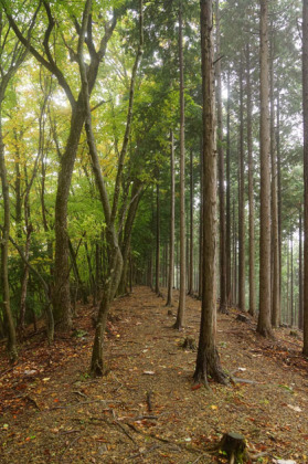 栃本広場から大峰山までは歩きやすいハイキングコースです。