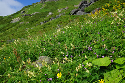 山頂の下のお花畑。