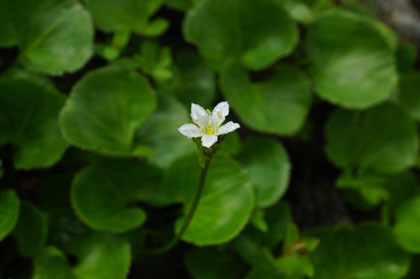 イワウメの白い花。葉が銀杏に似ているのでこの名があります。