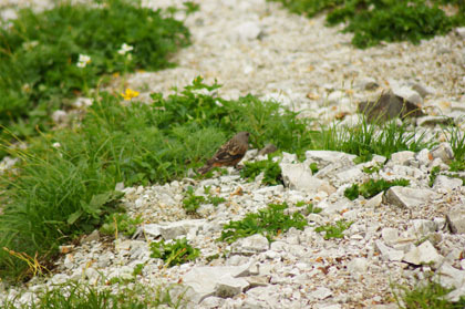 イワヒバリ。ライチョウほどの人気はありませんが、高山性の野鳥です。よく見られます。