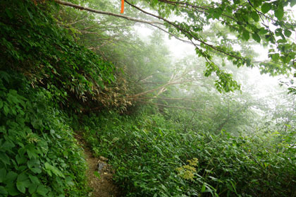 鑓温泉を過ぎると、樹林帯となります。