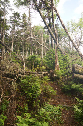 樹林に覆われた尾根道が仙丈ヶ岳の下まで続きます。