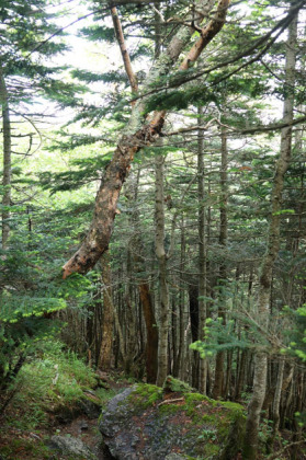 ダケカンバの大木