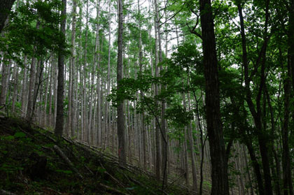 夜叉神峠の森は植林された針葉樹の樹木で覆われていました。