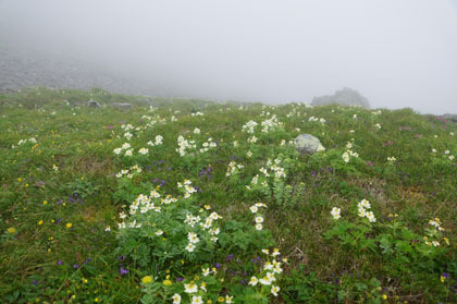 ハクサンイチゲの白い花が多いお花畑。