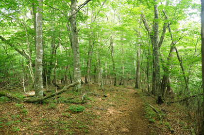 ブナを初めとした広葉樹の森の道。