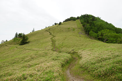 石丸峠は笹で覆われています。