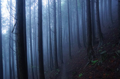 杉と檜の植栽林。霧に浮かび上がったモノトーンの姿はなかなか美しいです。
