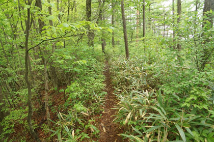 踏み跡の様な区間。