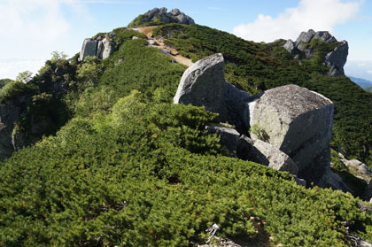 ハイマツの中に点在する花崗岩の岩。