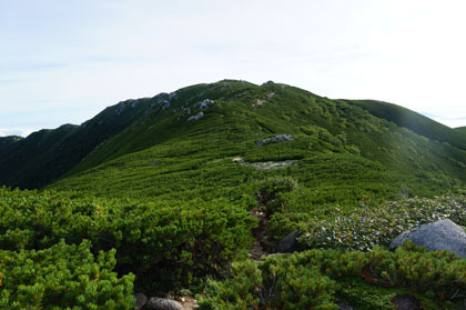 鞍部から見上げたハイマツの将棋頭山。