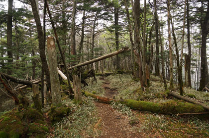 飛龍山の荒れた登り道。