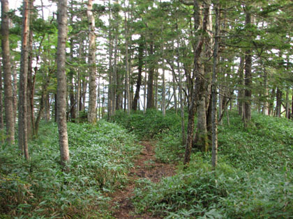 針葉樹の樹林帯を歩きます。