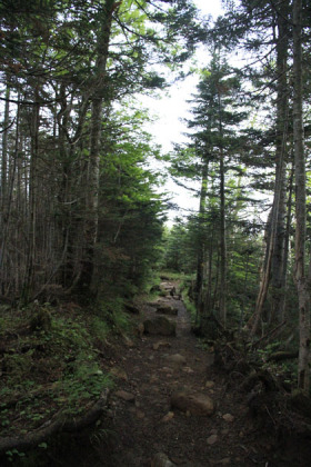 中山峠の付近の樹林。