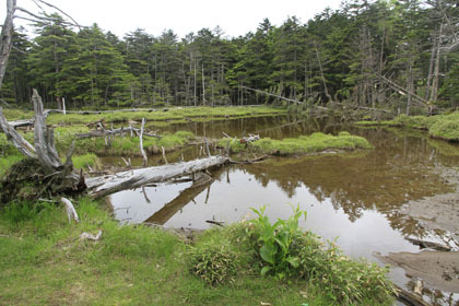 麦草峠の茶水池。