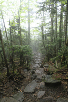 縞枯山から雨池峠の下り道。