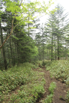 雨池山の山頂部。変哲のない樹林帯です。