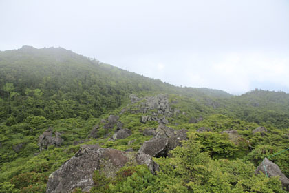 三ツ岳から上横岳の方角を見たところ。樹海に岩が浮いて見えます。