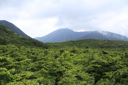 蓼科山と大岳の北に広がる樹林帯。