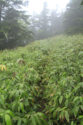 双子山の登り。