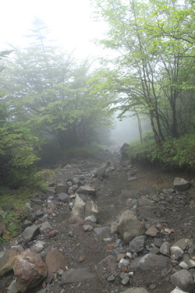 所々に岩が露出しています。