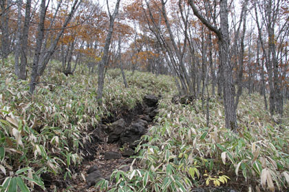 さほどきつくない笹と疎らな樹木の登山道。