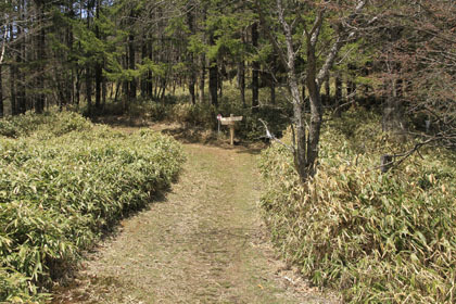 山ノ神土の分岐。和名倉山の道が分岐しています。