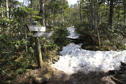 木賊山の巻道。この辺りから残雪が見られる様になりました。
