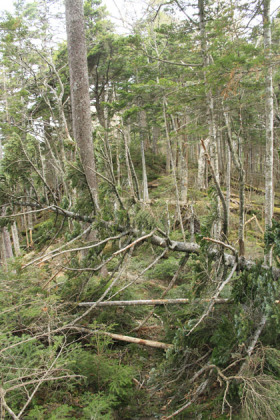 昨年の台風の影響からか、倒木が見られました。