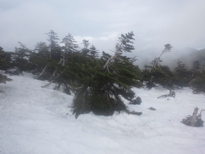金峰山の登りは雪原でした。