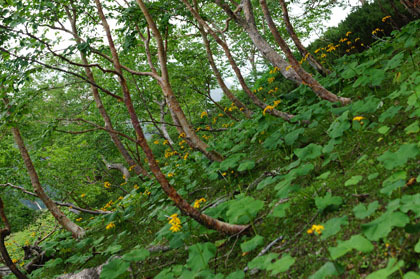 井川乗越のダケカンバの疎林とマルバダケブキの群生。
