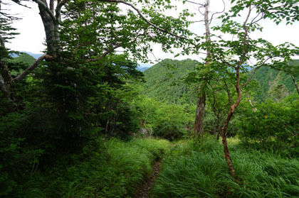 小河内岳を下ると、荒川岳のカールまで樹林帯となります。